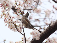 のけぞる