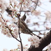のけぞる