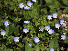 Veronica persica-小さき春の花よ-