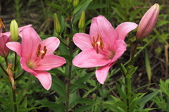 Chatting lilies