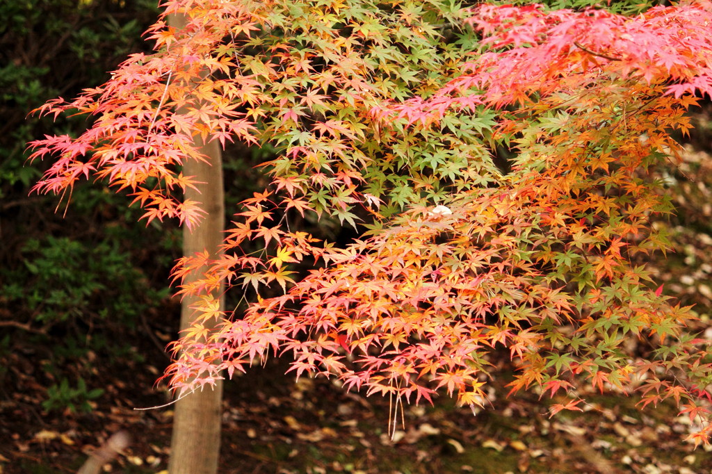 この紅葉は県庁所在地の繁華街のど真ん中にある