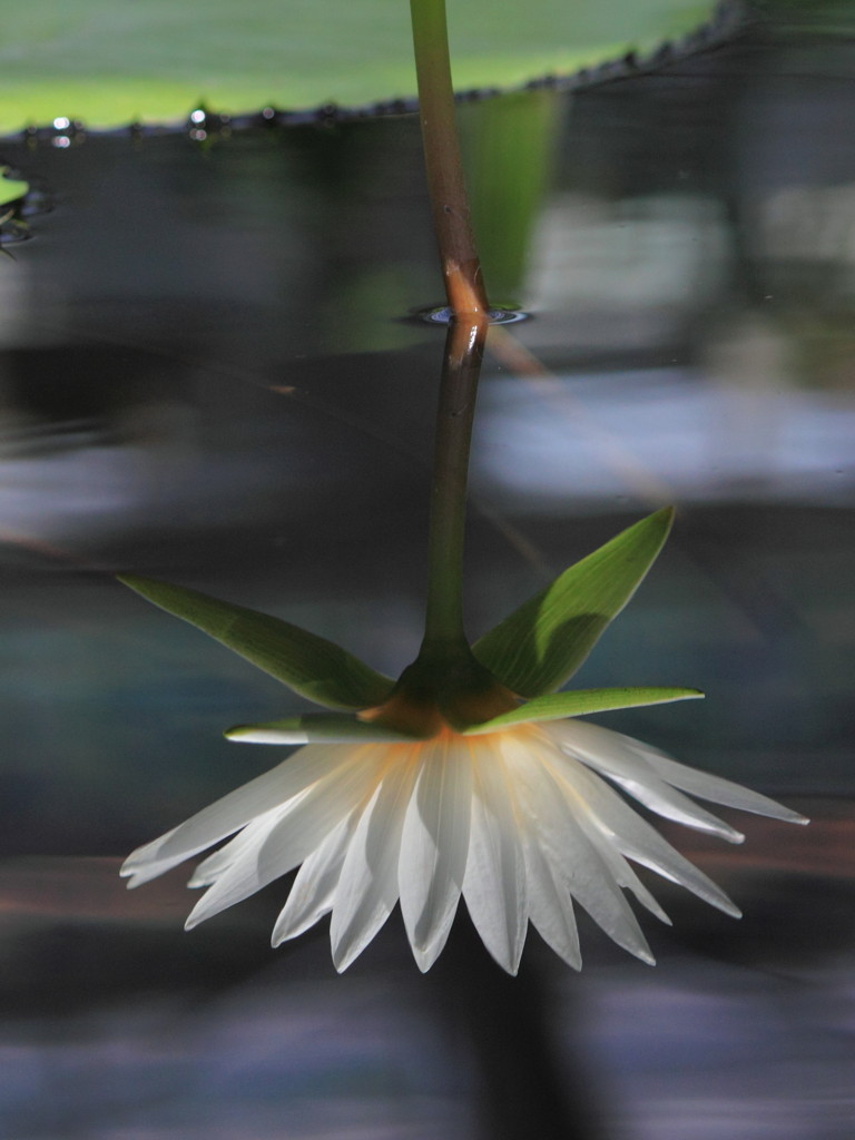 A Water Lily and a reflection No.3