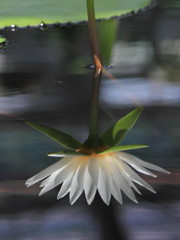 A Water Lily and a reflection No.3