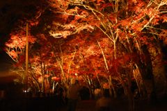 夜のもみじ