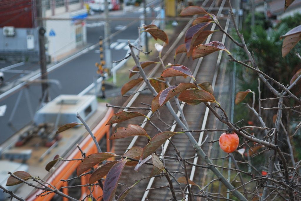 柿の実