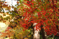 紅葉②
