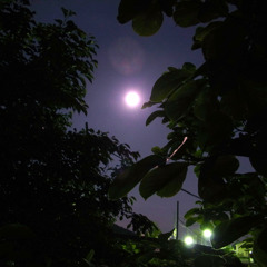 月光と街灯
