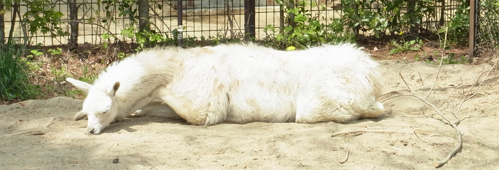 ラマ・やる気無し