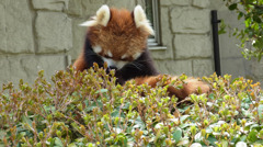 レッサーパンダ・毛繕い