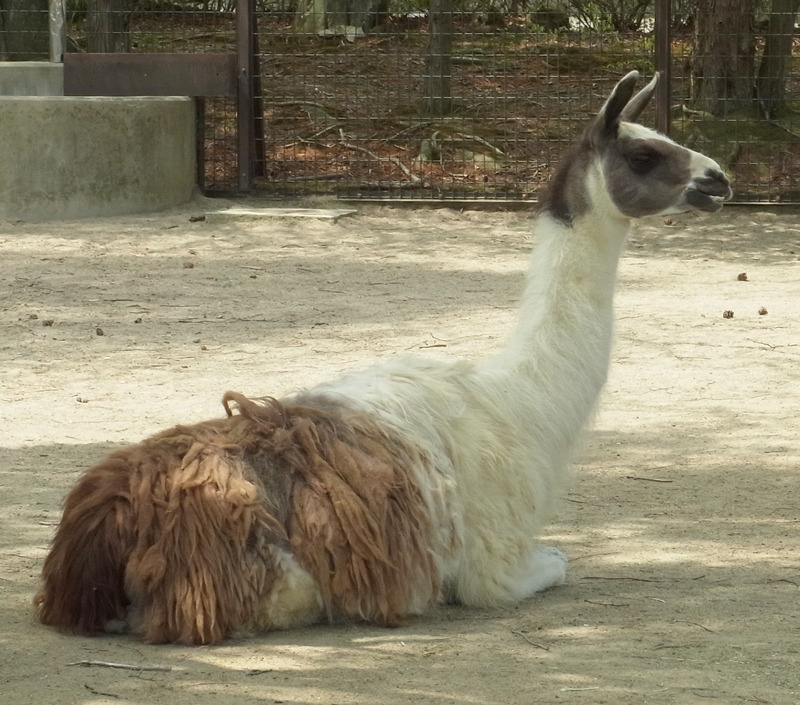 ラマ・ちょっとやる気あり