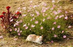 秋桜猫