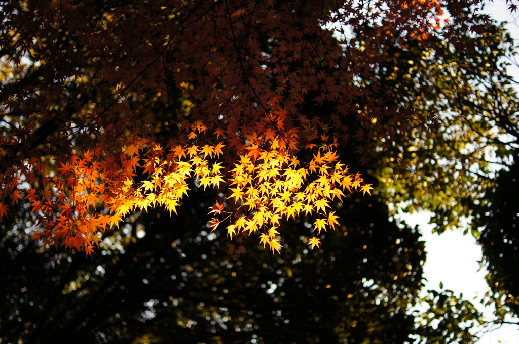 陰陽紅葉