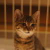 捨て猫を保護しました～