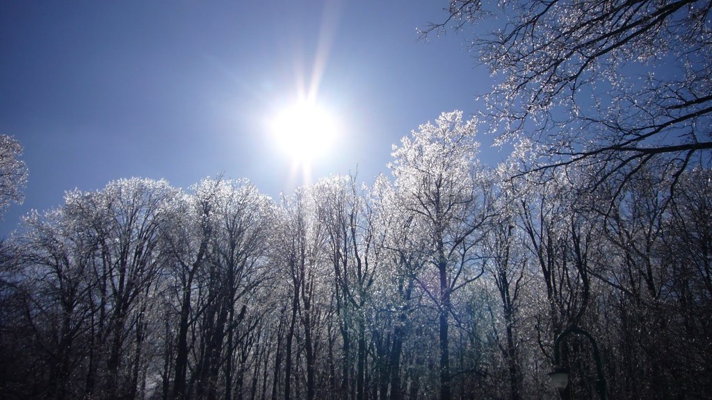 氷桜と冬の太陽