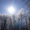 氷桜と冬の太陽