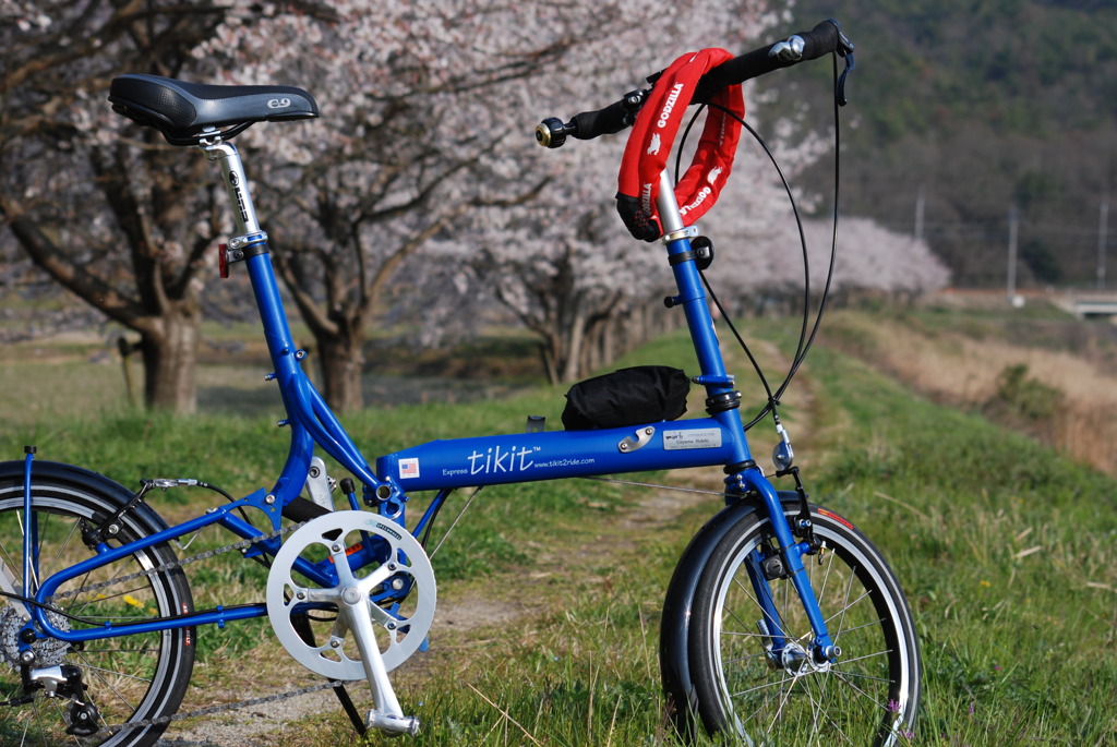 愛車と桜