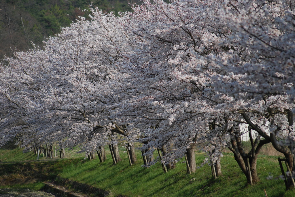 桜並木な通学路