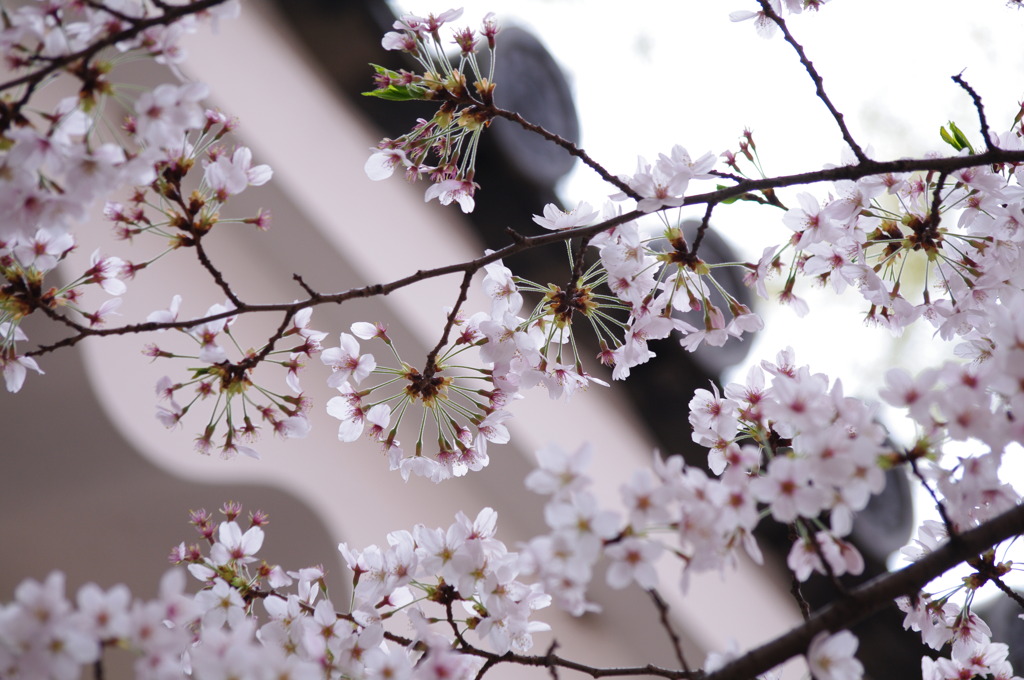 桜と屋根