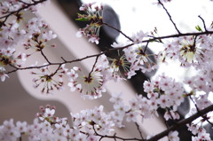 桜と屋根