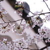 桜と屋根