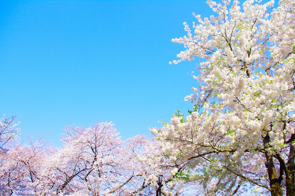 万朶の花 -1-