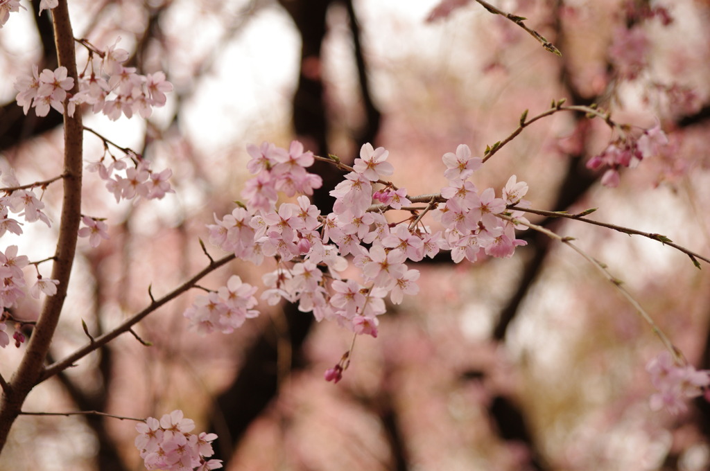 桜