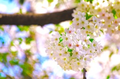 桜の花束