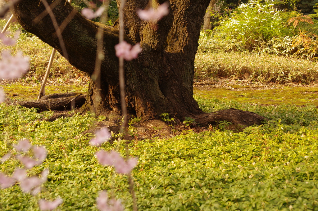 桜幹