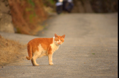 見返り猫