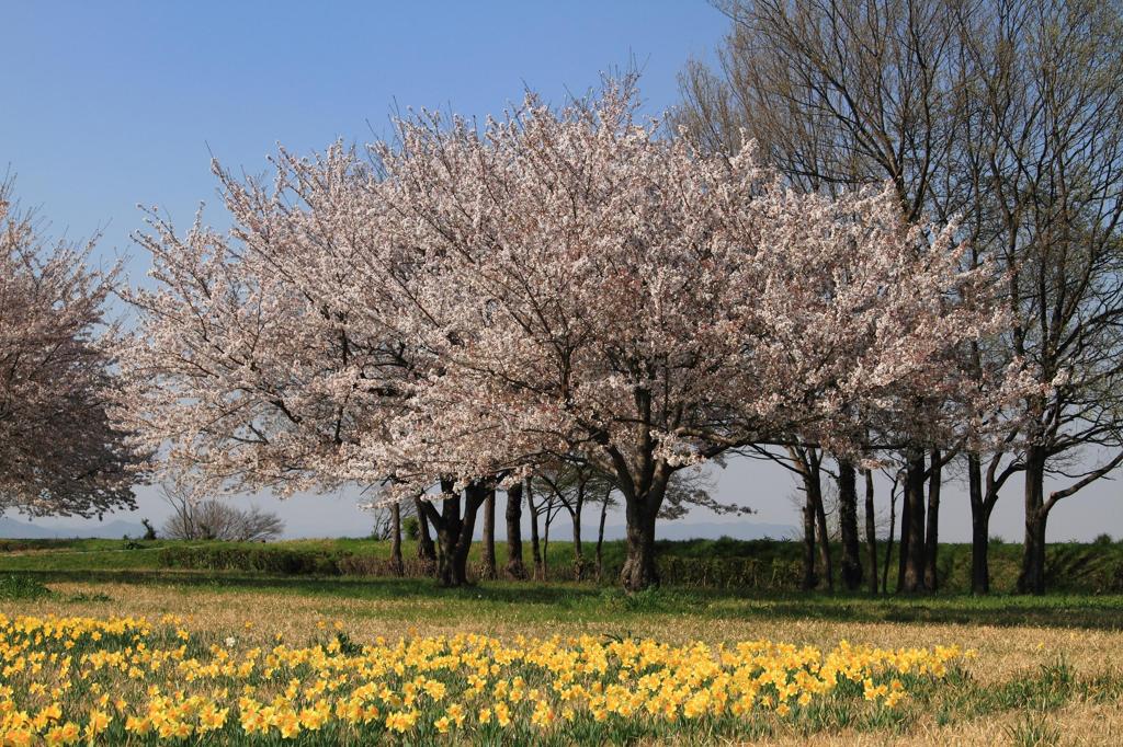 桜咲