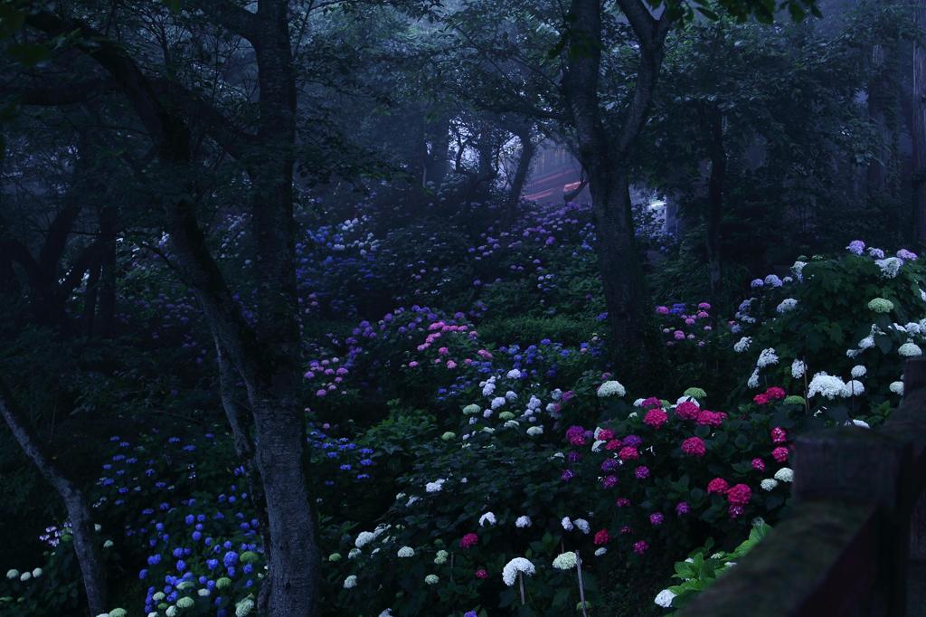 霧雨に霞む紫陽花