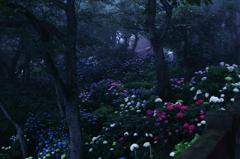 霧雨に霞む紫陽花
