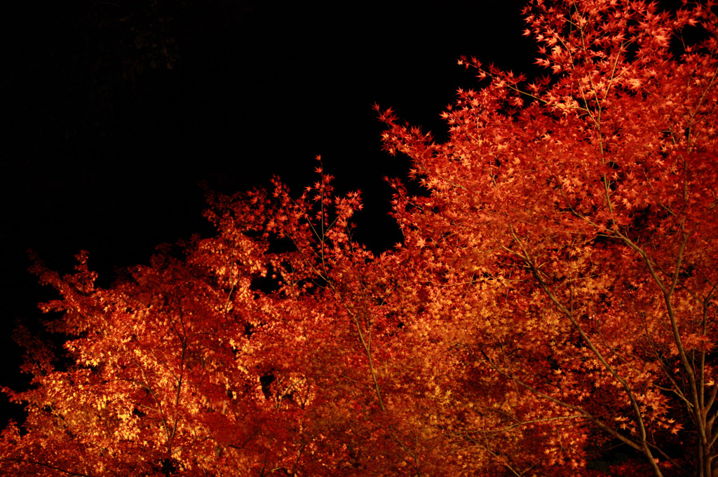 紅葉