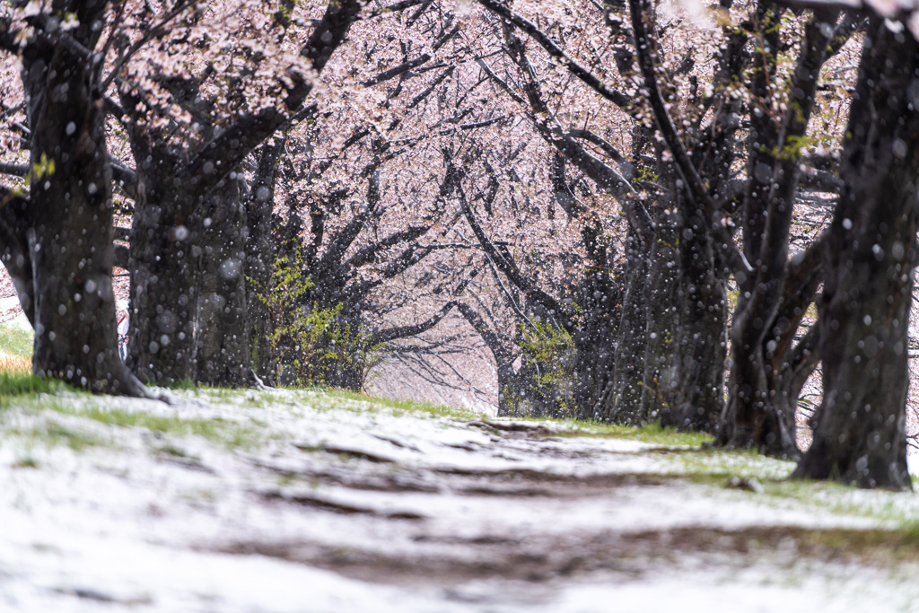 雪桜３