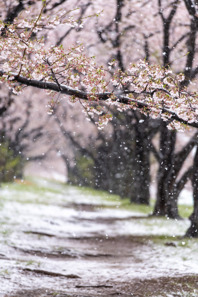 雪桜２