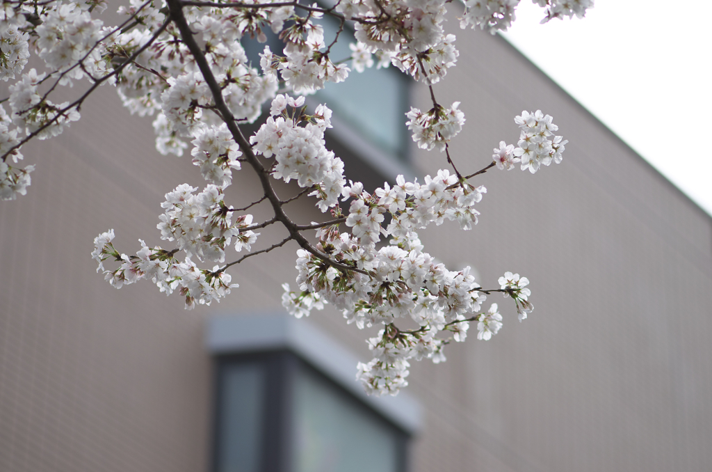 桜