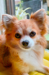 実家犬