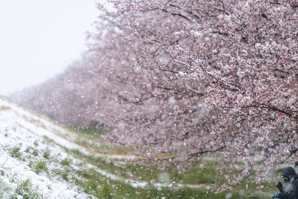 雪桜４