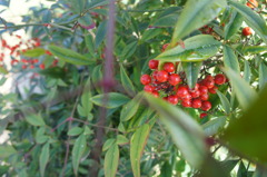 DSC00807