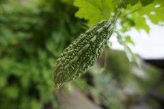 DSC00564