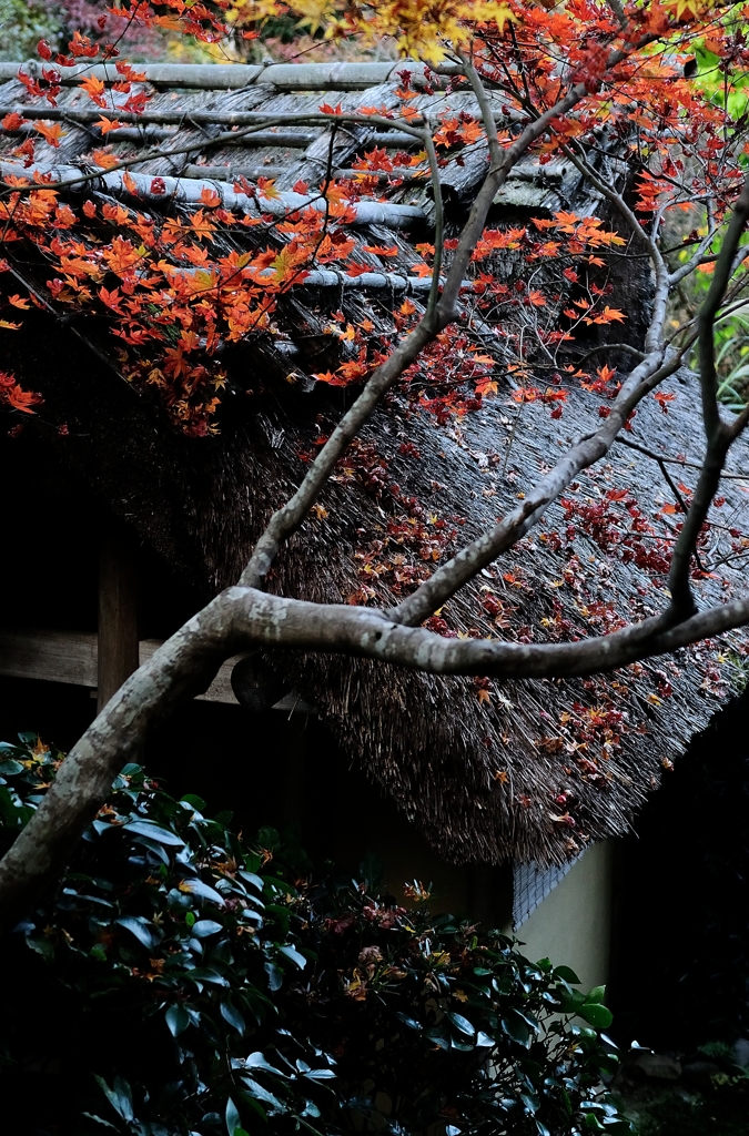 錦秋の京都　厭離庵