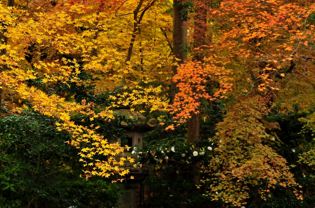 錦秋の京都　瑠璃光院