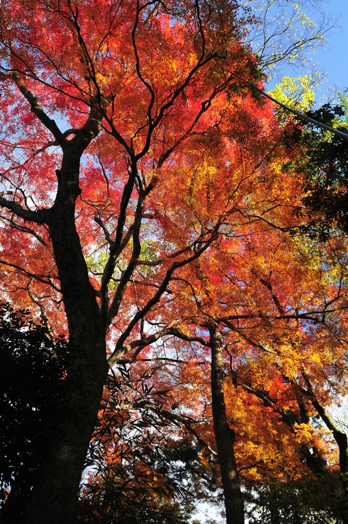 錦秋の京都　法然院