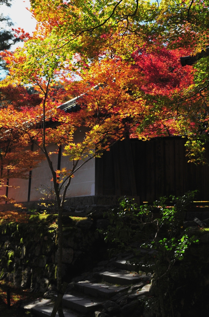 錦秋の京都　二尊院