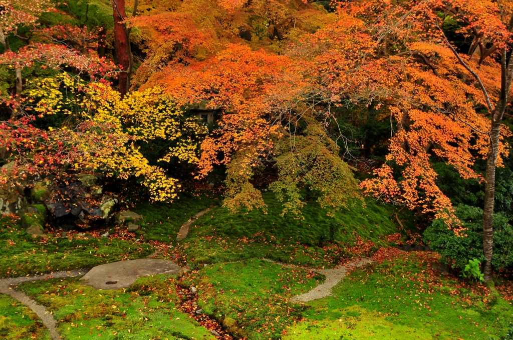 錦秋の京都　瑠璃光院