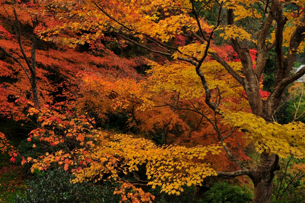 錦秋の京都　瑠璃光院