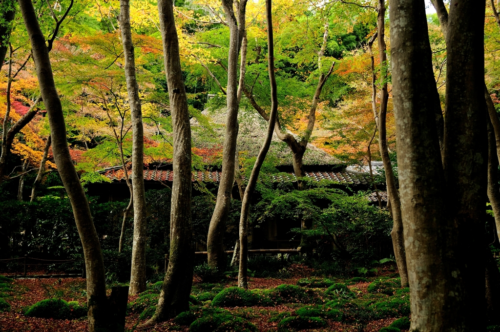 錦秋の京都　祇王寺