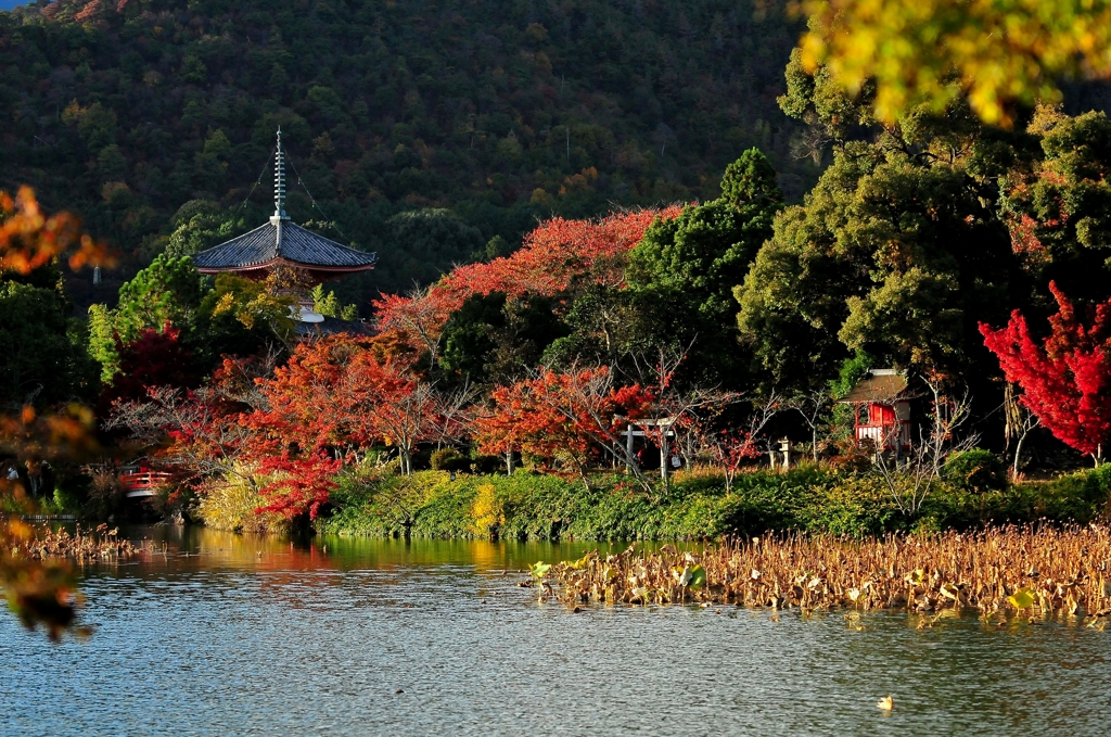 錦秋の京都　大覚寺大沢の池