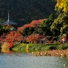 錦秋の京都　大覚寺大沢の池