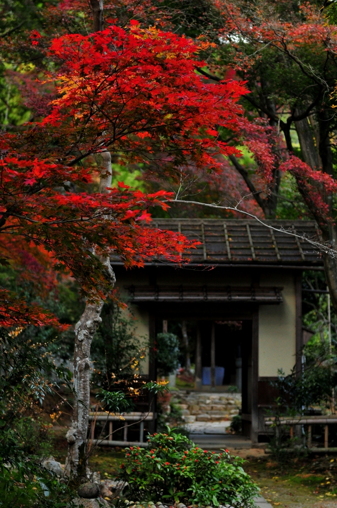 錦秋の京都　直指庵
